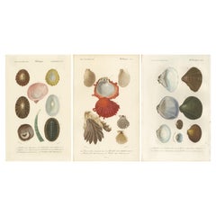 Antique Mollusk Elegance: Original 19th-Century Scientific Illustrations