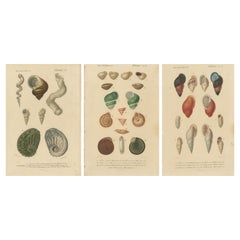 L'Elegance de la spirale maritime : Anthologie des mollusques, 1849