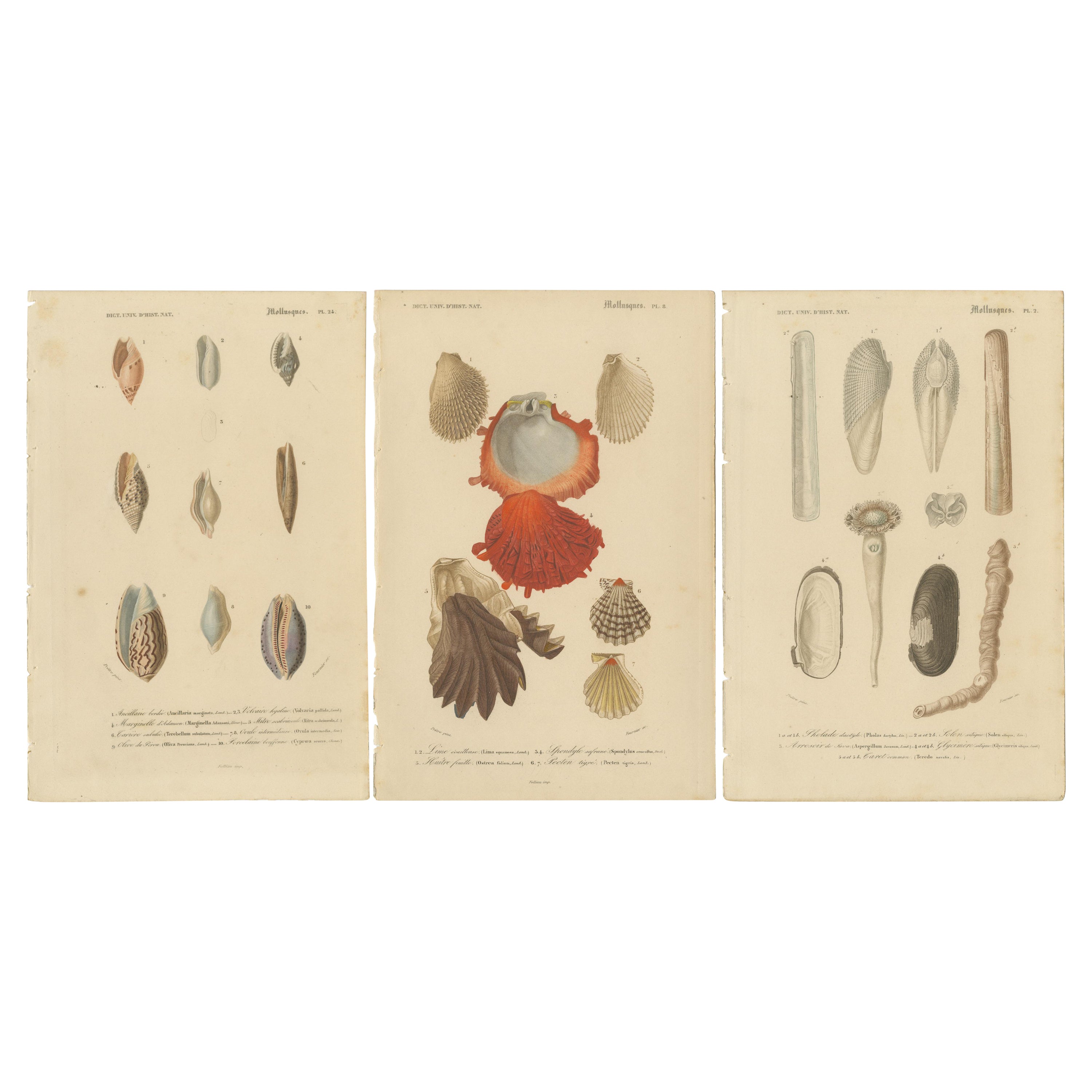 Aquatische Eleganz: Die Vielfalt der Mollusken, illustriert und handkoloriert 1849 im Angebot