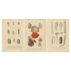 Elegance aquatique : La diversité des mollusques illustrée et coloriée à la main en 1849