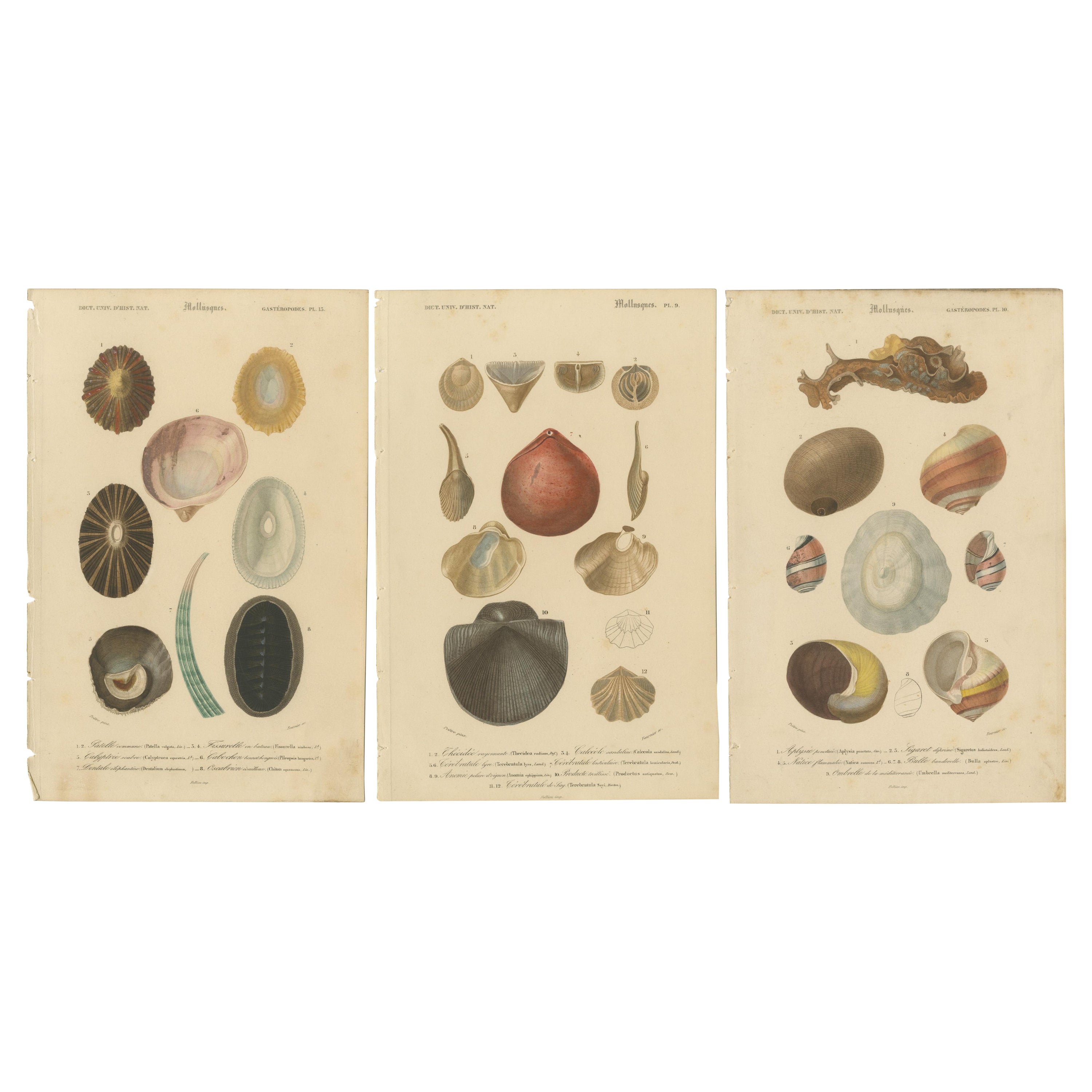 Marine Mollusk Masterpieces: Artistry from the Depths, Hand-Colored in 1849 For Sale