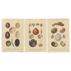 Antique Marine Mollusk Masterpieces: Artistry from the Depths, Hand-Colored in 1849