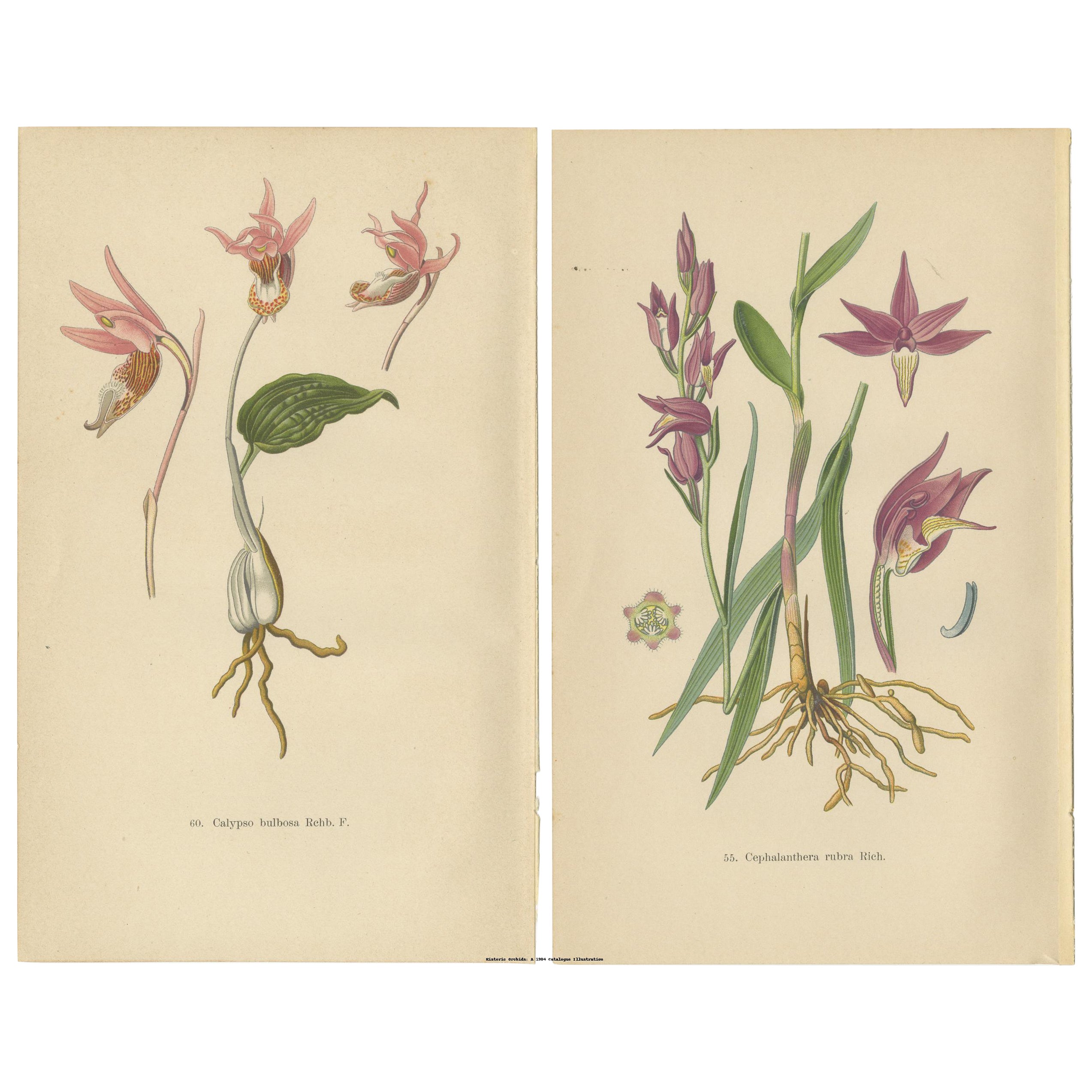 Historic Orchids: A 1904 Catalogue Illustration For Sale