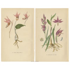 Orchidées historiques : Illustration de catalogue de 1904