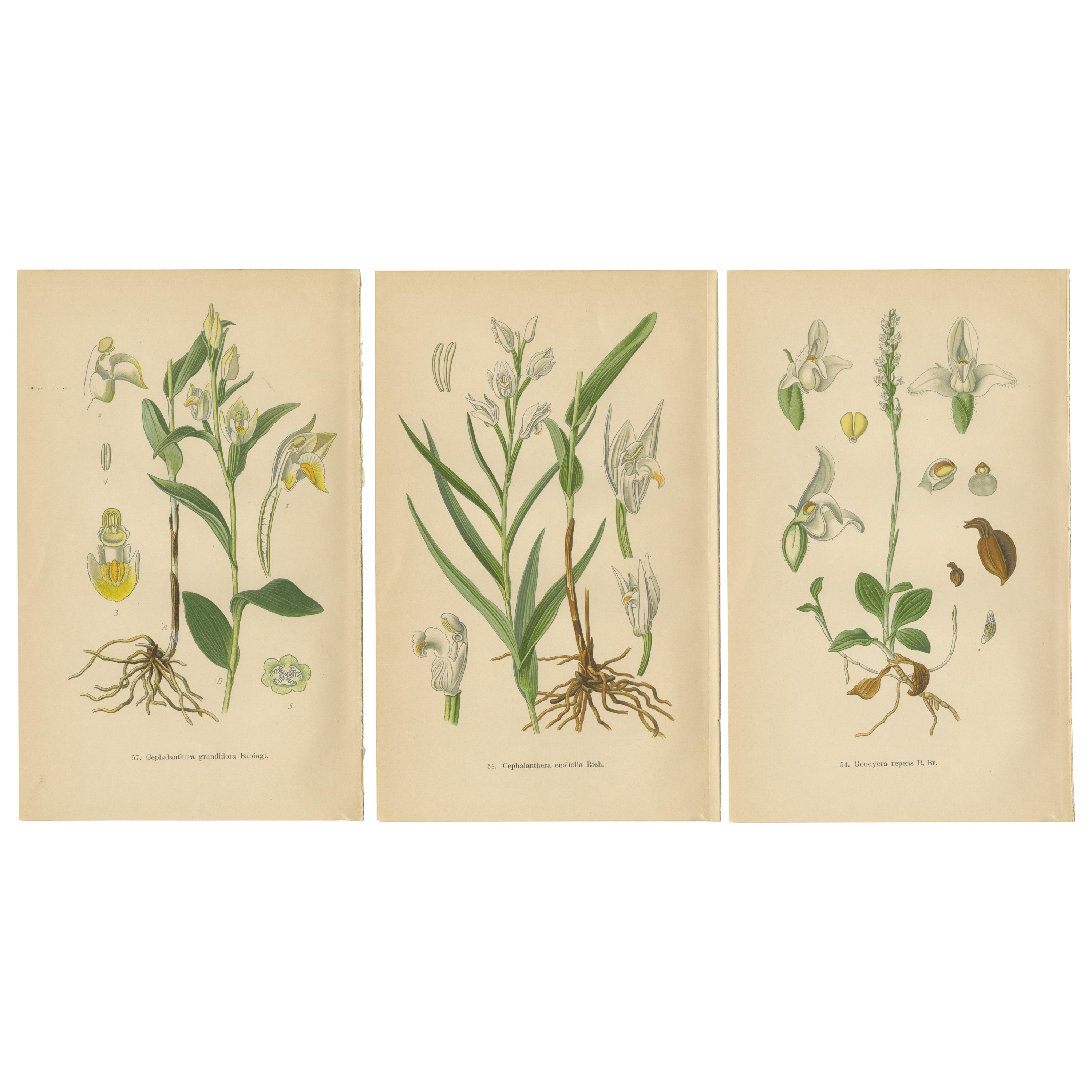 Orchidee Elegance: Meisterwerke der botanischen Illustration von 1904 im Angebot