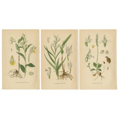 Antique Orchid Elegance: Masterpieces of Botanical Illustration from 1904