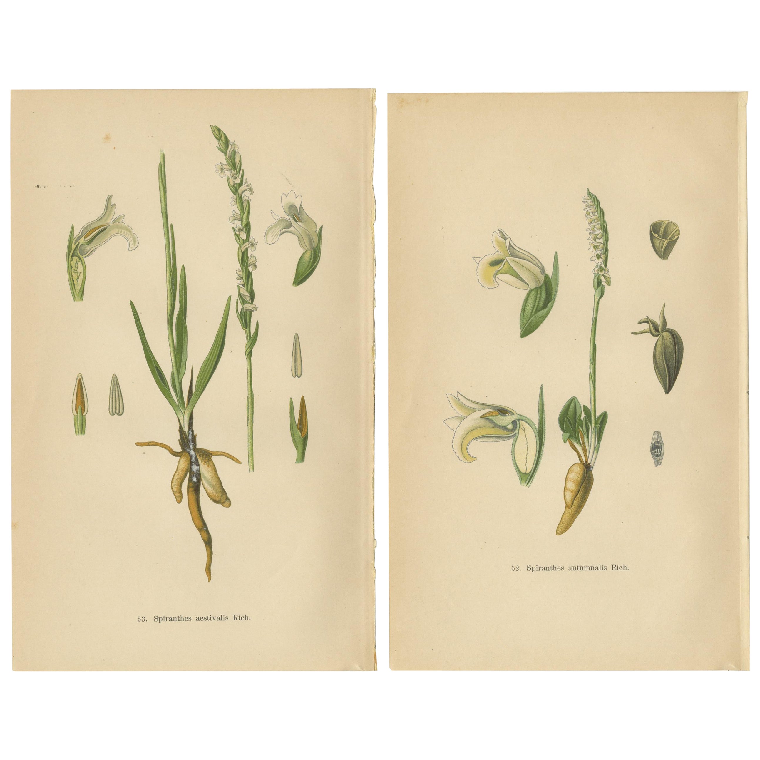 Spiranthes Splendor: Vintage Botanicals from 1904 For Sale