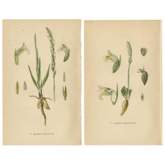 Spiranthes Splendor: Antique Botanicals from 1904