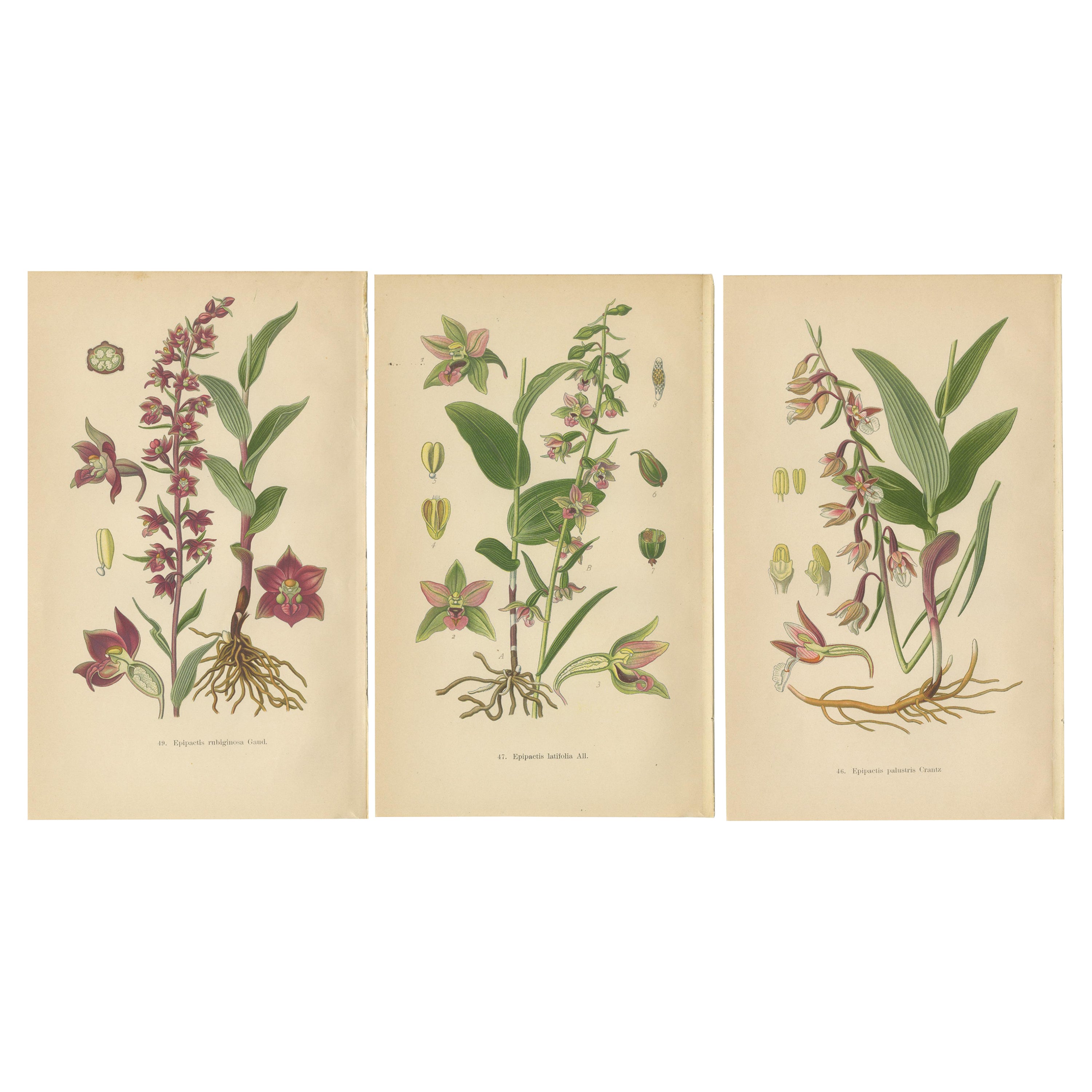 Epipactis Enchantment: A Trio of Botanical Illustrations from 1904 For Sale