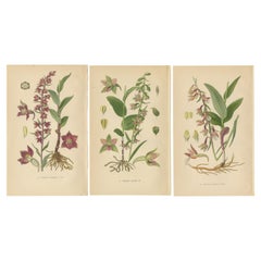 Enchantement Epipactis : Trio d'illustrations botaniques de 1904
