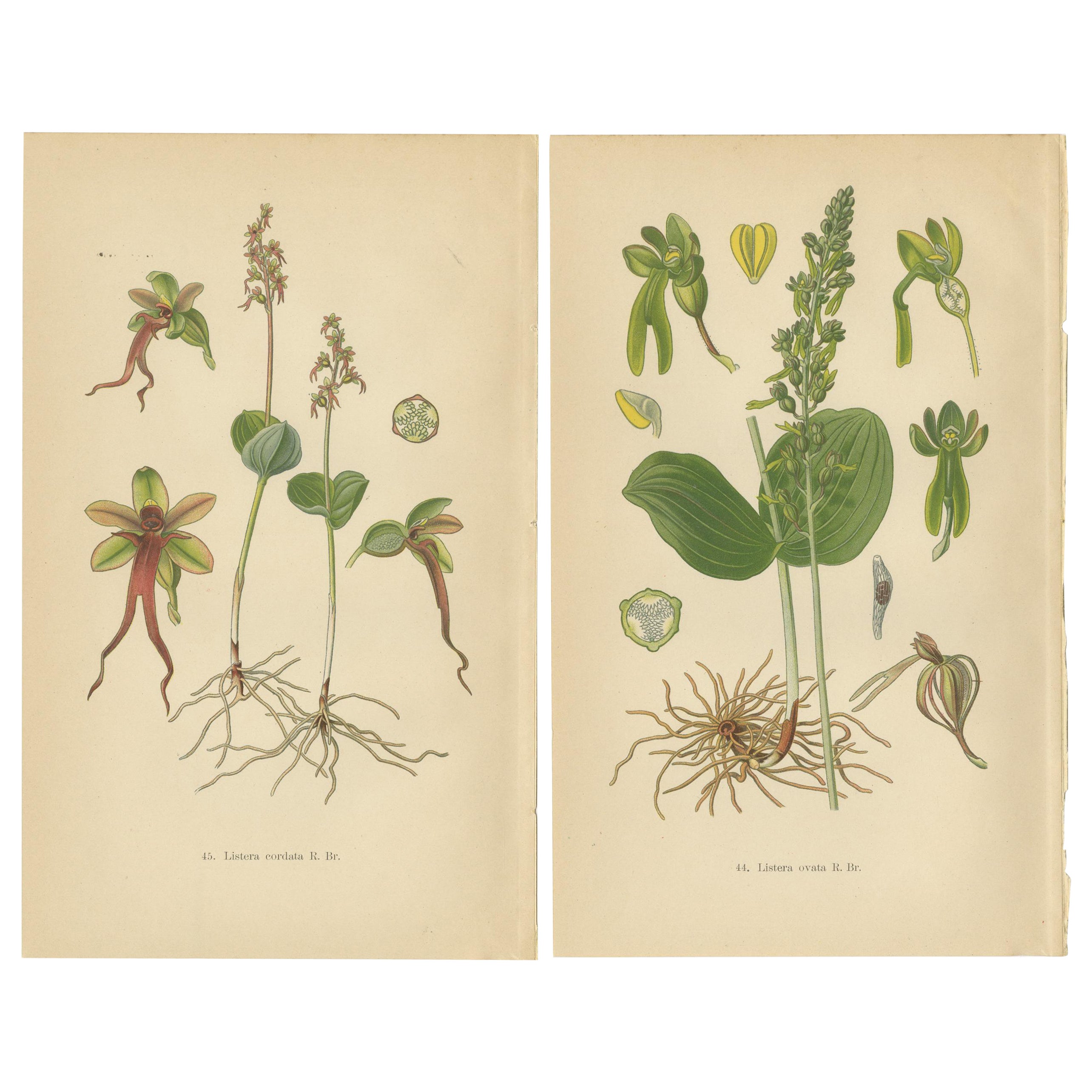 Listera Lore: Botanical Illustrations of Heart-Leaved Orchids from 1904 For Sale