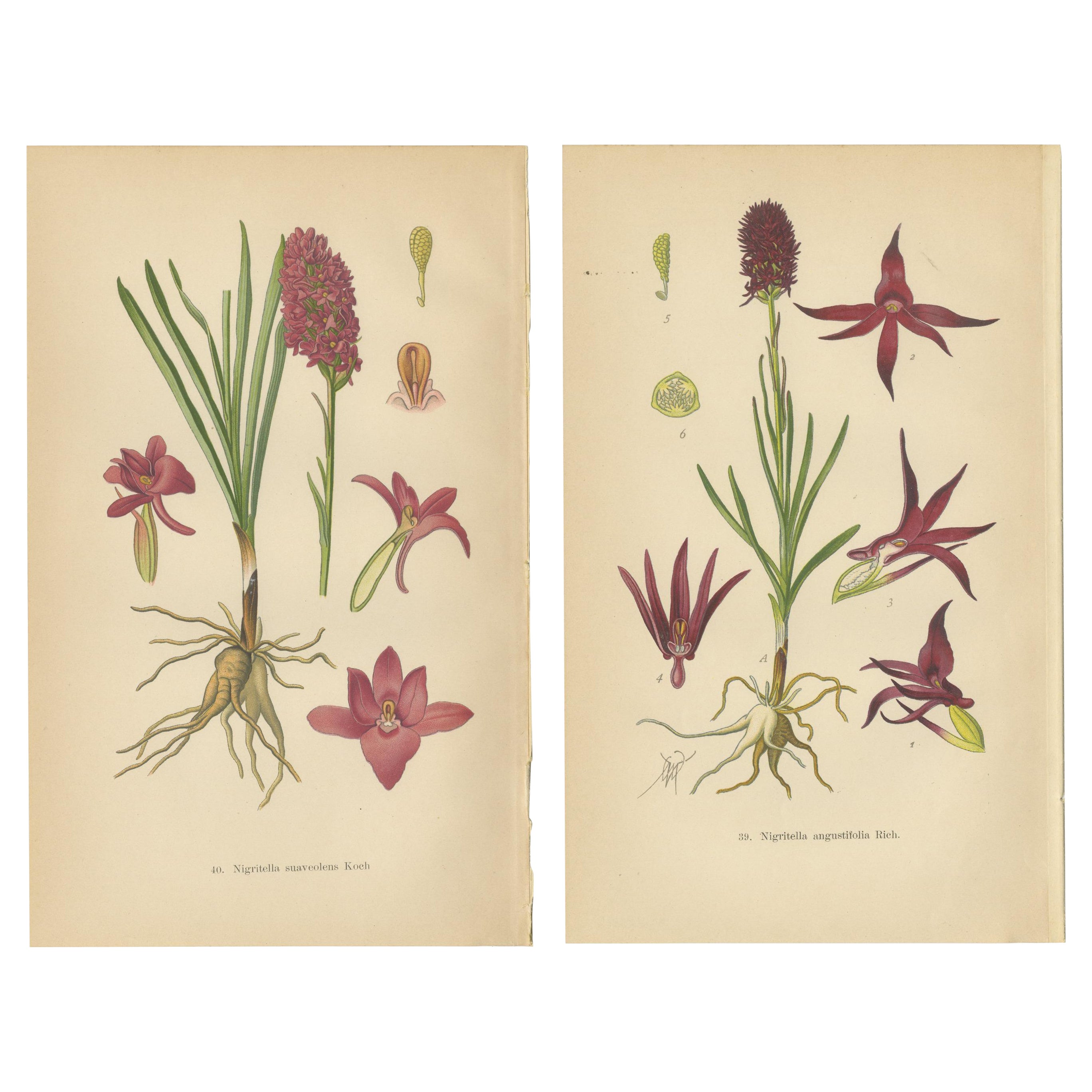Nigritella Nuances: Botanical Portraits of Alpine Orchids from 1904 For Sale