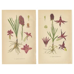 Nuances de Nigritella : Portraits botaniques d'orchidées alpines de 1904