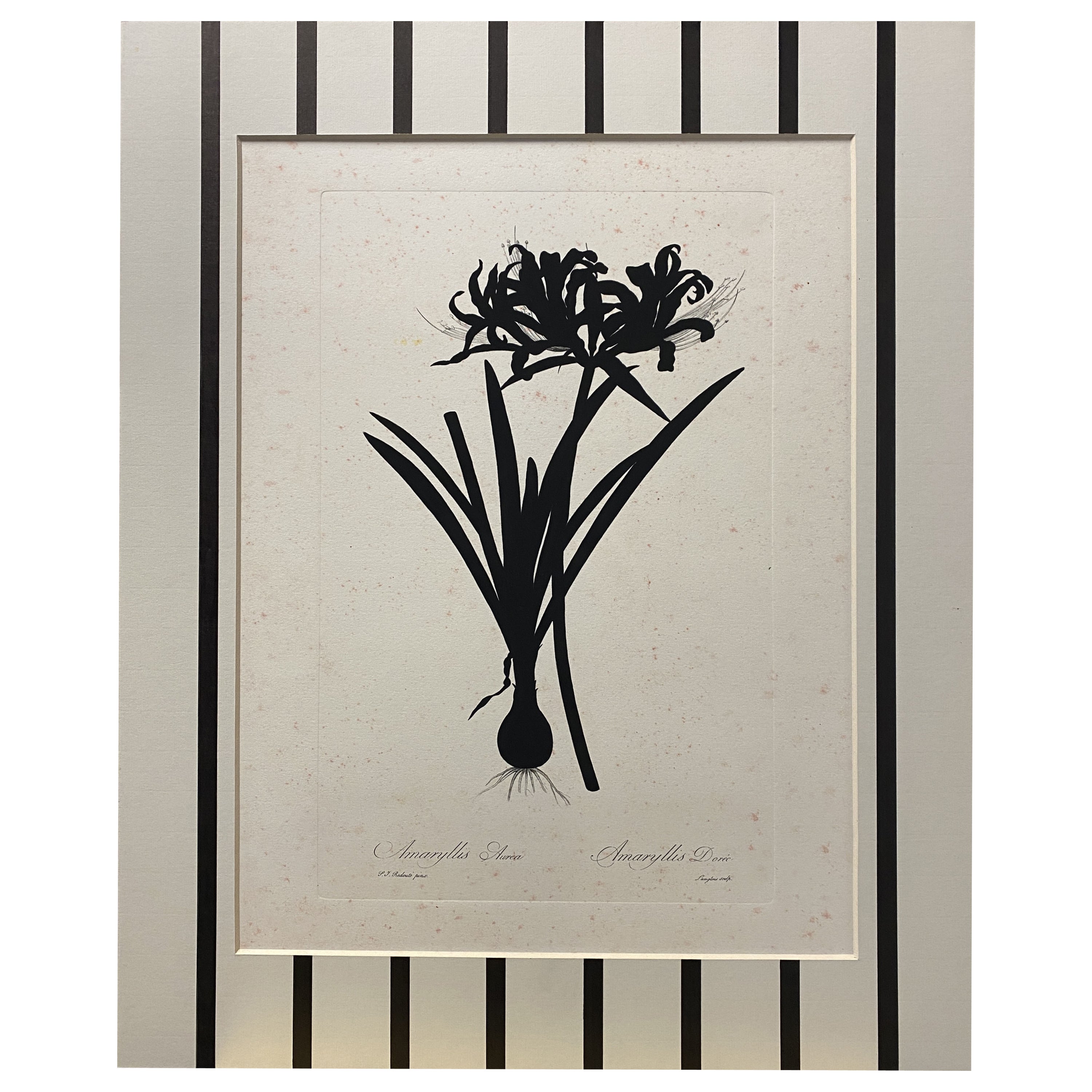 Italian Contemporary Hand Painted Botanical Black Print "Amaryllis Aurea"  For Sale