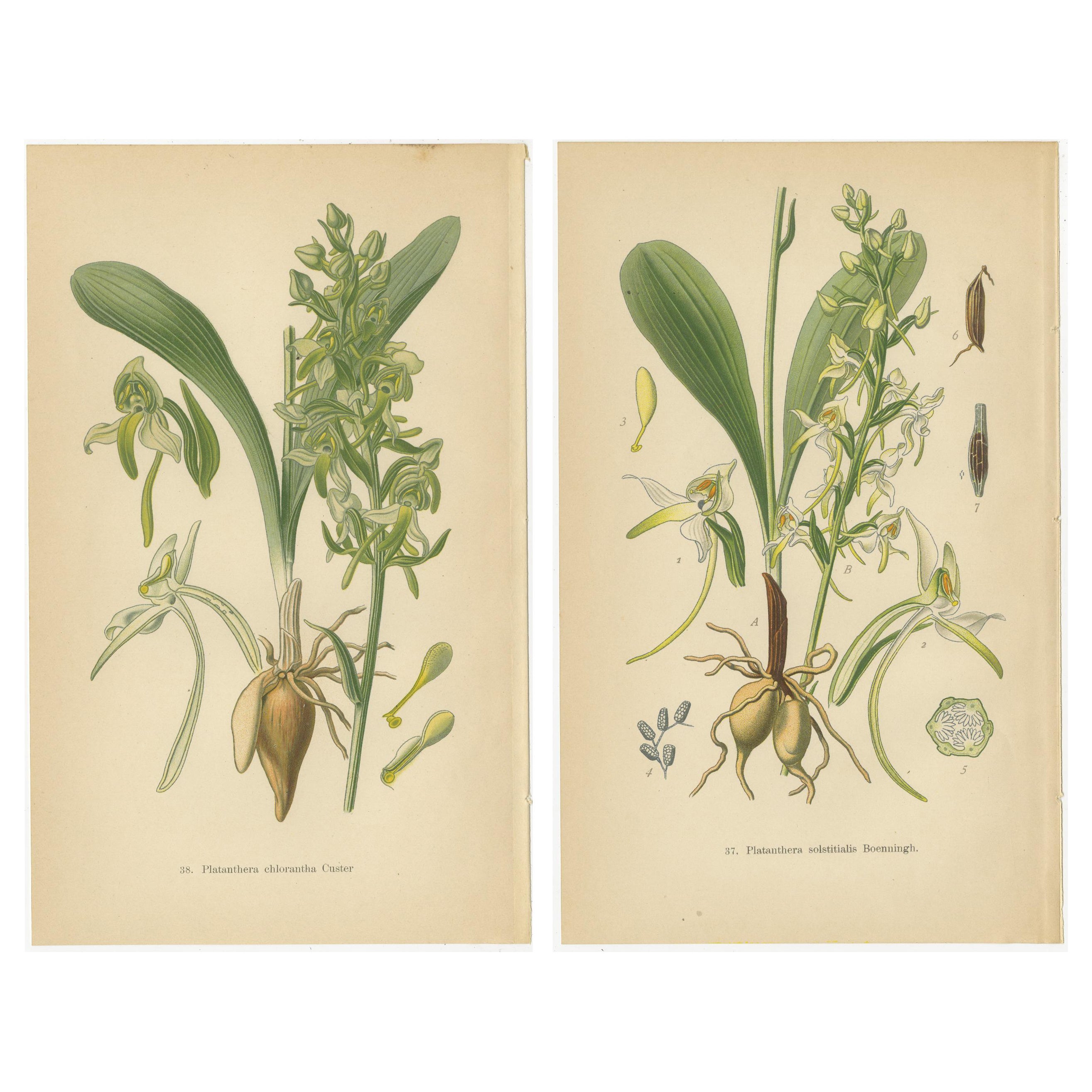 Vintage-Orchideen veröffentlicht 1904: Eine Studie über Platanthera-Exemplare im Angebot