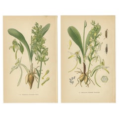 Vintage-Orchideen veröffentlicht 1904: Eine Studie über Platanthera-Exemplare