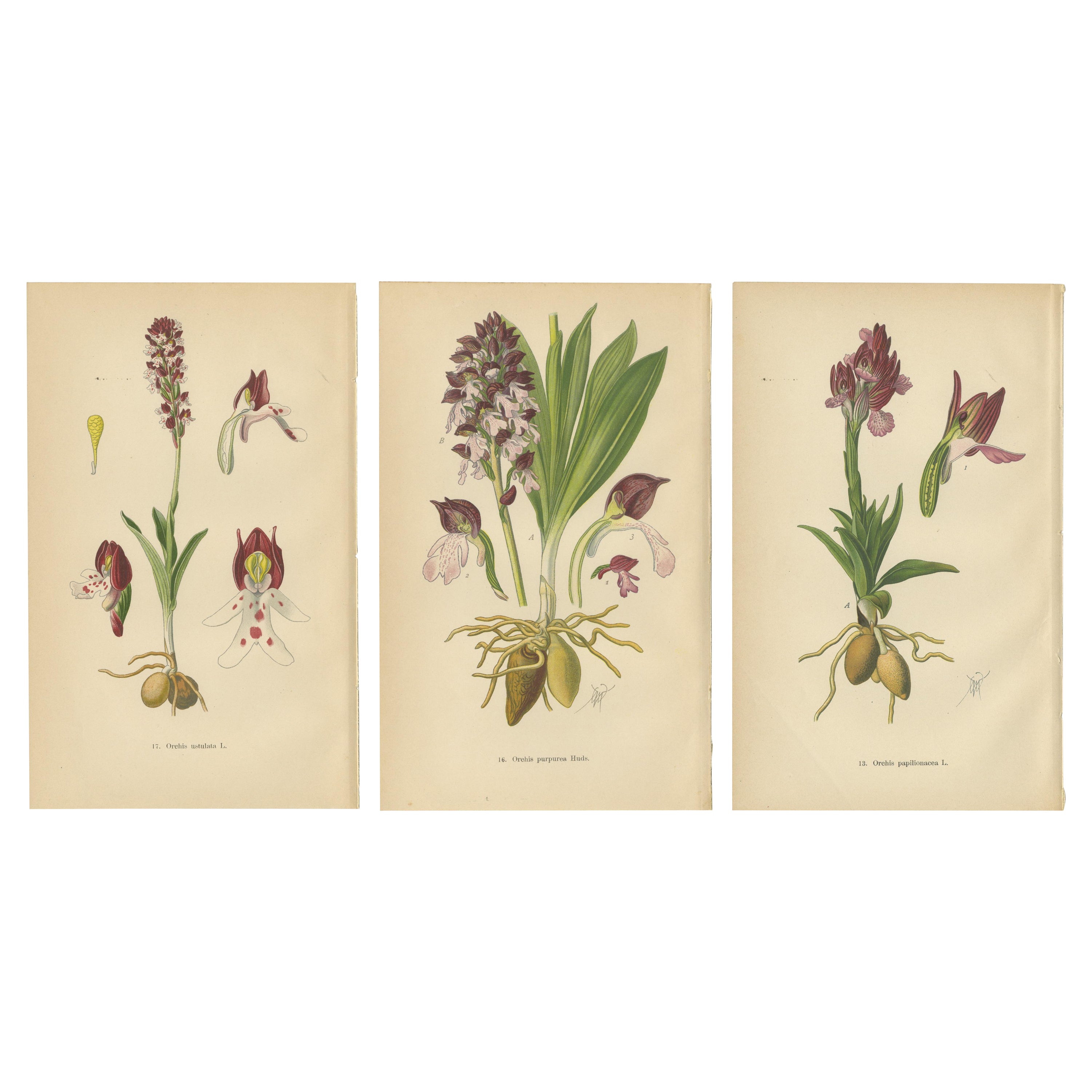Elegance éphémère : Les orchidées de 1904 dans les illustrations de Müller