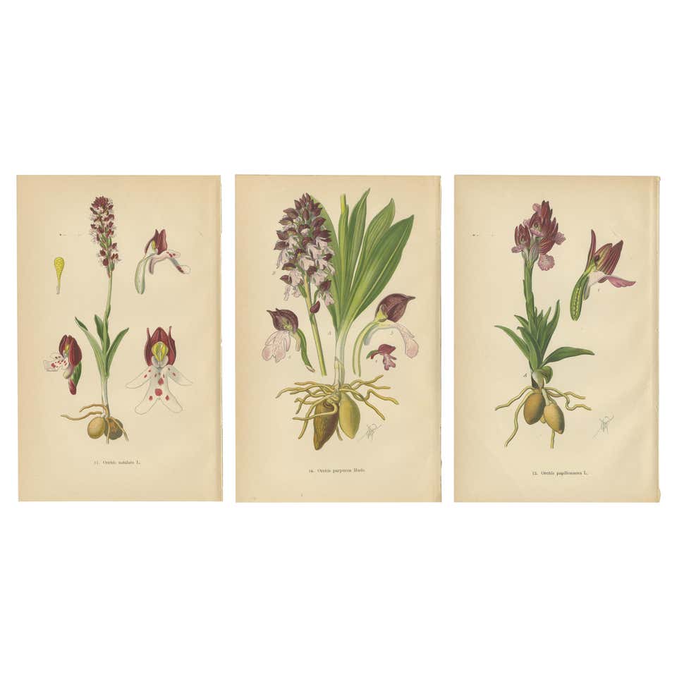Historic Orchids: A 1904 Catalogue Illustration For Sale at 1stDibs