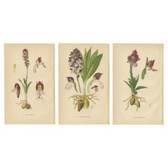 Antique Ephemeral Elegance: Orchids of 1904 in Müller's Illustrations