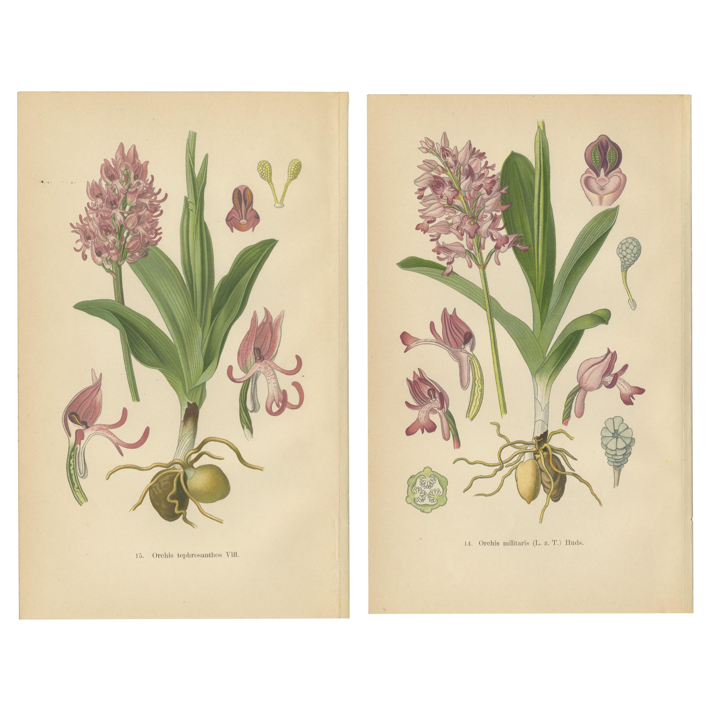 Orchid Portraits of 1904 in Pink and Lilac Colors: Müller's Botanical Legacy For Sale