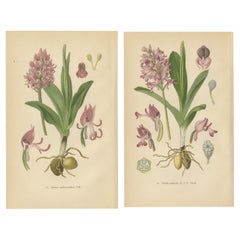 Portraits d'orchidées de 1904 aux couleurs rose et lilas : L'héritage botanique de Müller