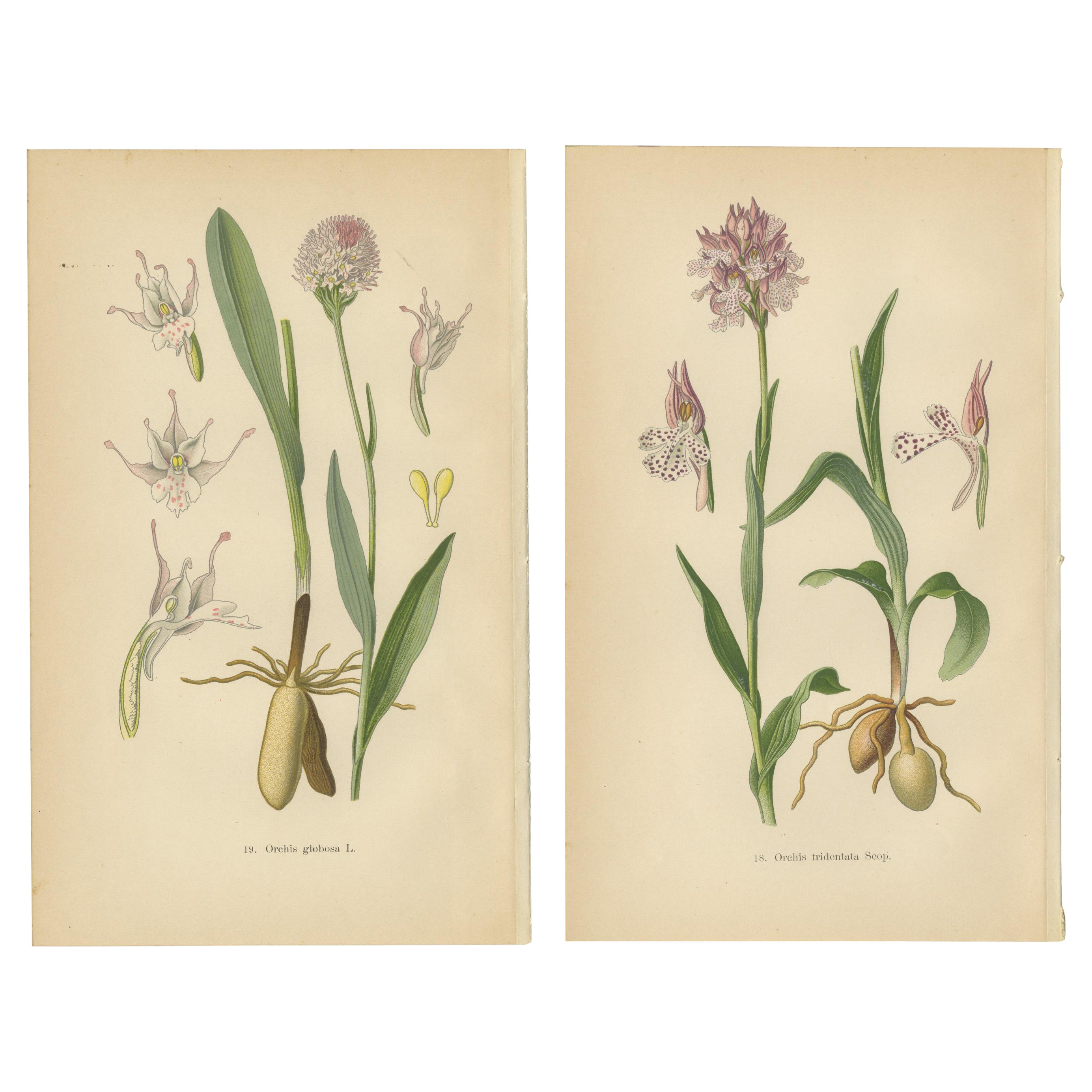 Historische Flora: Orchideen von 1904 in Kunst und Wissenschaft