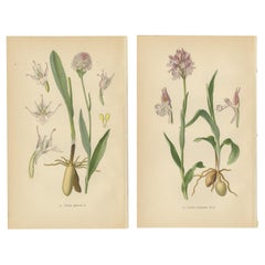 Historische Flora: Orchideen von 1904 in Kunst und Wissenschaft