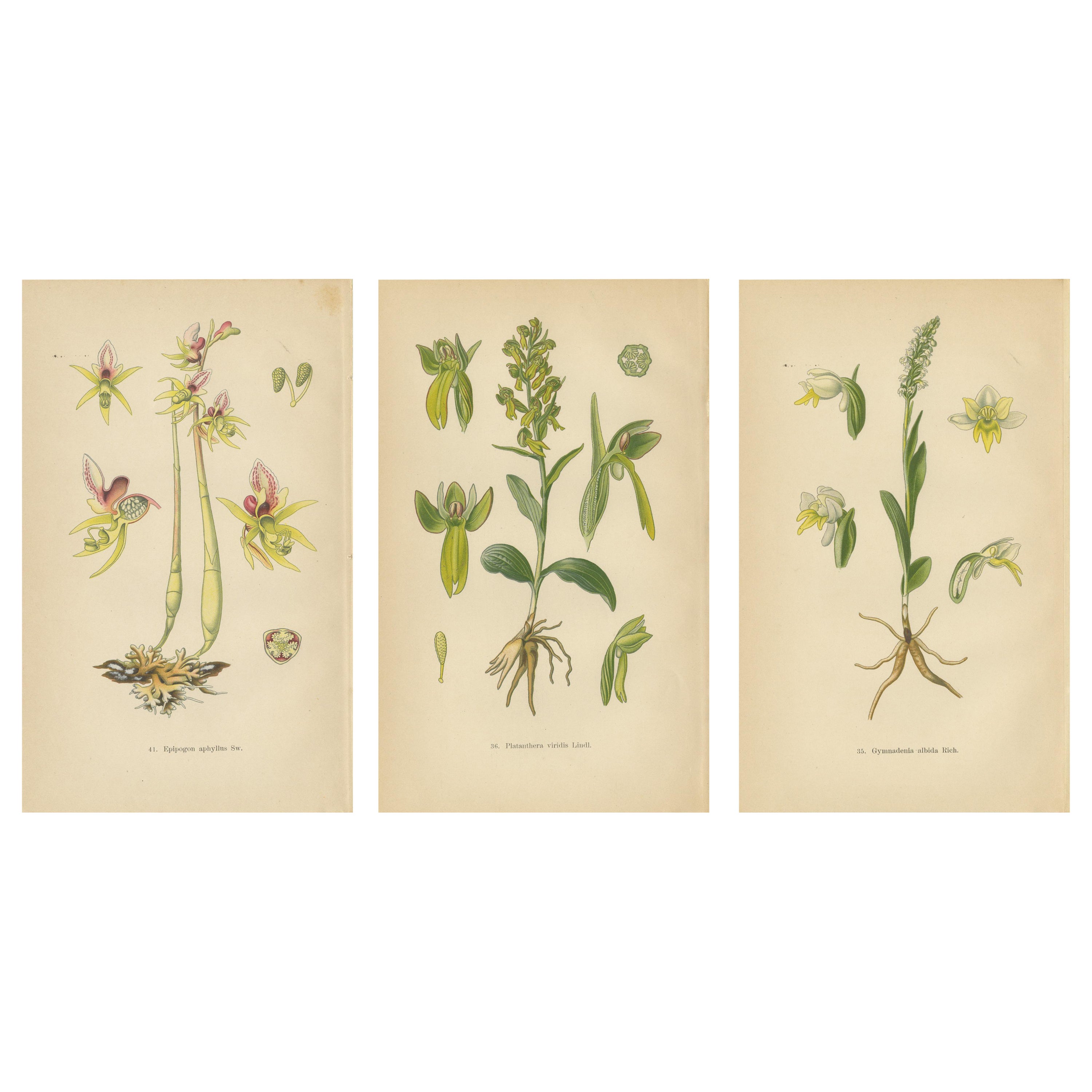 Floral Symphony: Müller's 1904 Botanical Illustrations For Sale