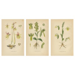 Antique Floral Symphony: Müller's 1904 Botanical Illustrations