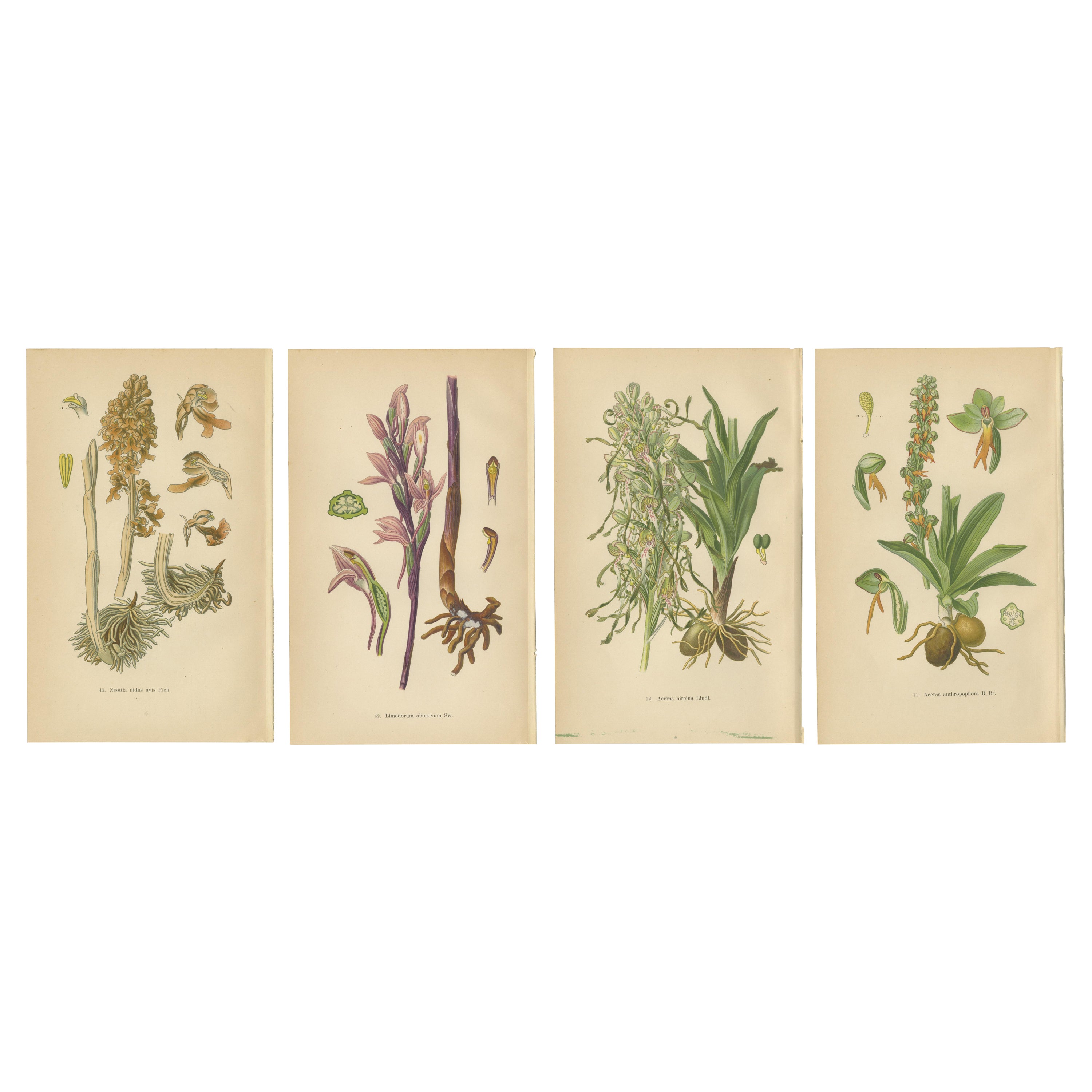 Original Botanical Treasures: The Orchids of Müller's 1904 Collection For Sale