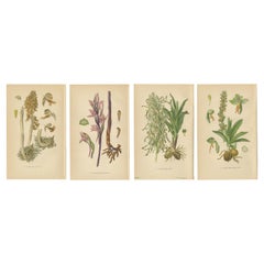 Antique Original Botanical Treasures: The Orchids of Müller's 1904 Collection