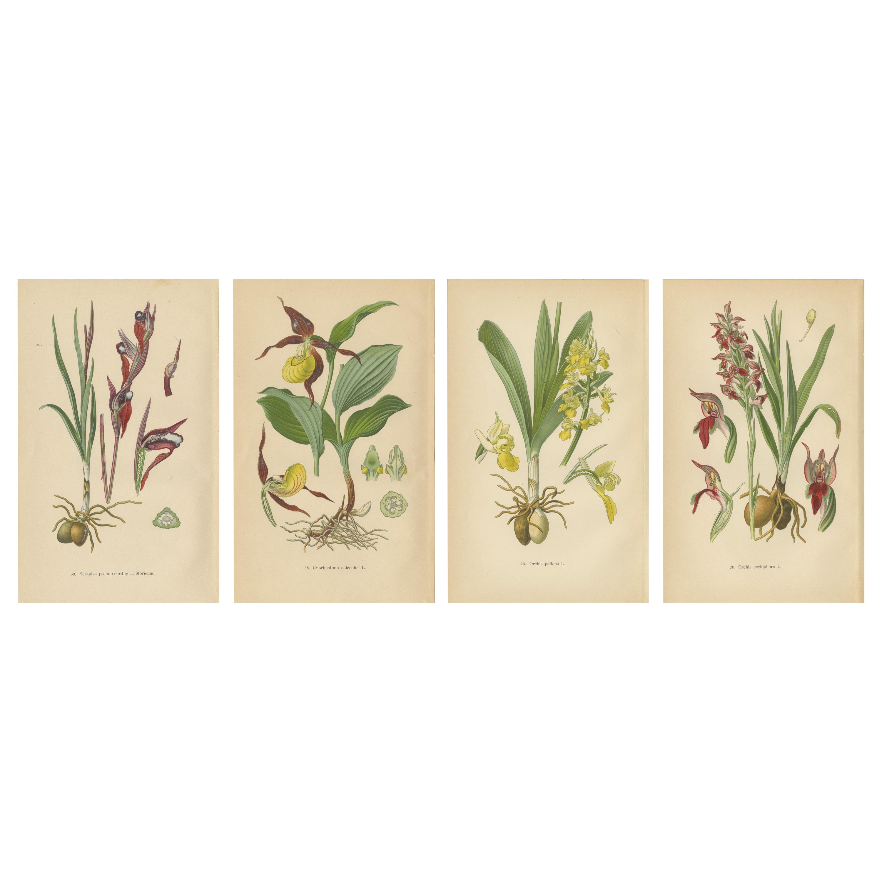 Nature's Masterpieces in Original Antique Print: The Orchids of 1904 For Sale