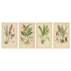 Nature's Masterpieces in Original Antique Print: The Orchids von 1904