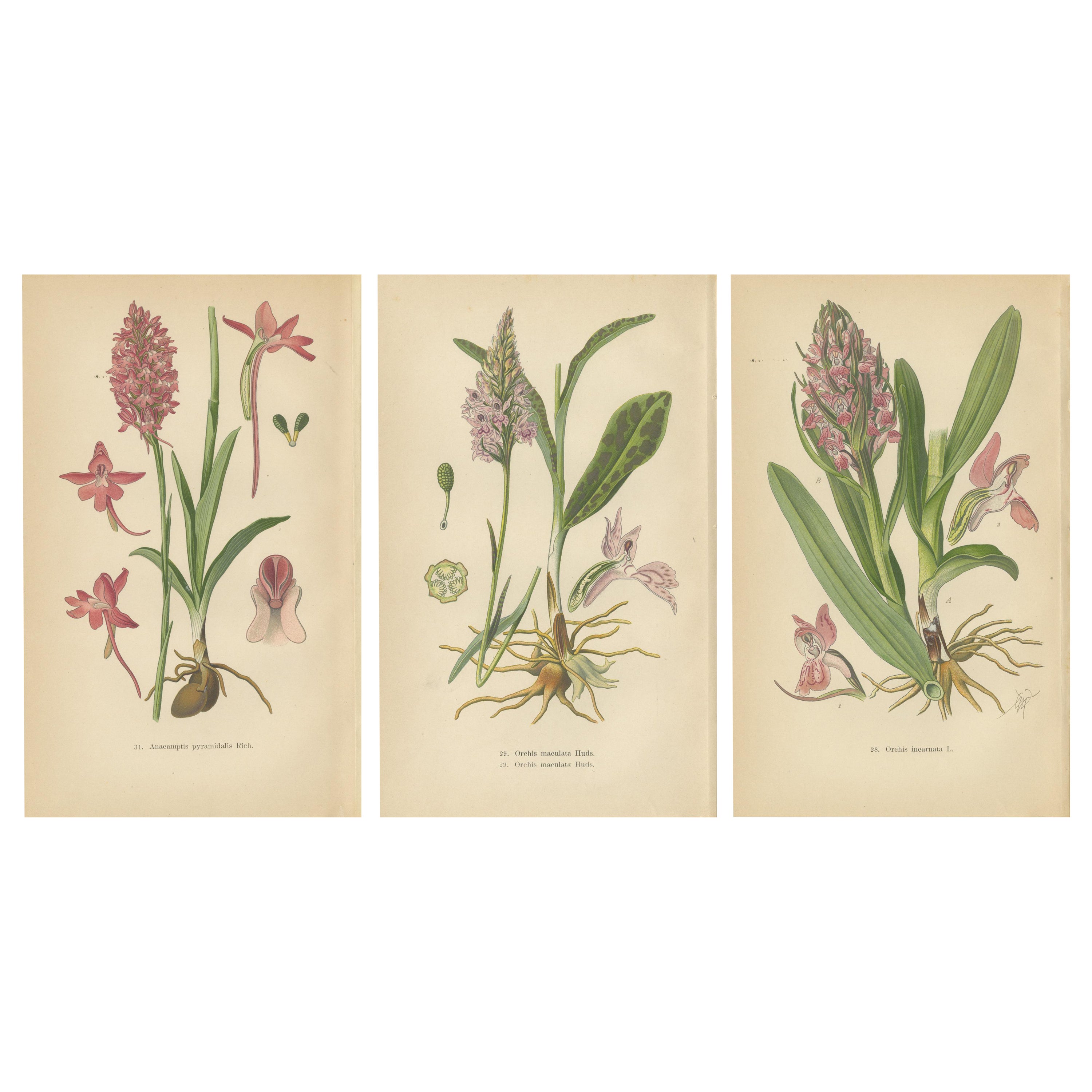 Orchids of Germany and Adjacent Regions: A Visual Archive, 1904 For Sale