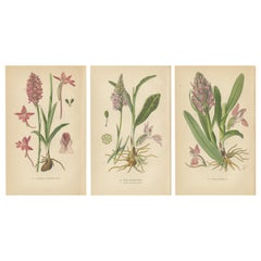 Antique Orchids of Germany and Adjacent Regions: A Visual Archive, 1904
