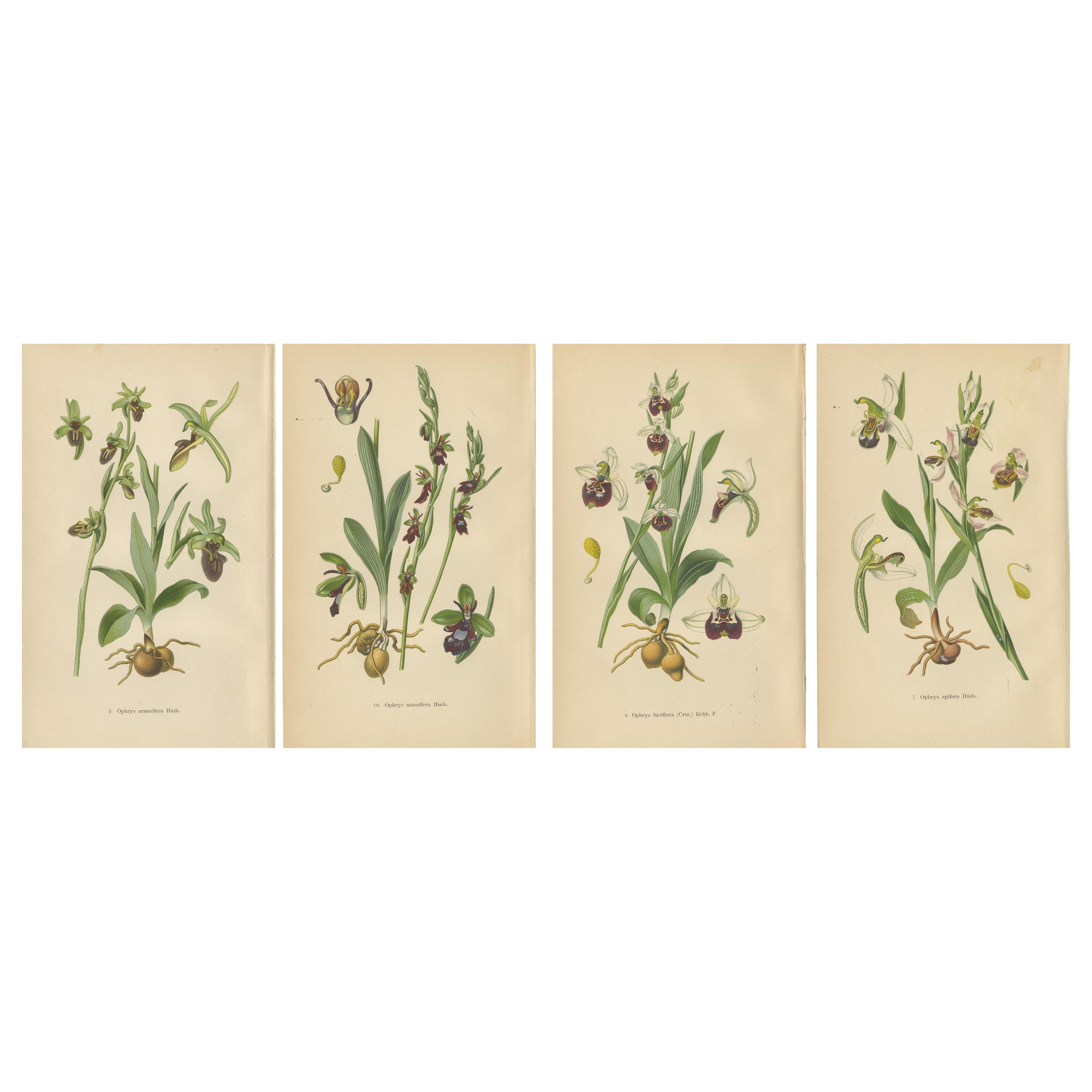 Orchid Variations: A Study of Ophrys Species in 1904 Illustrations For Sale