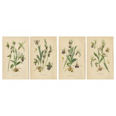 Orchid Variations: A Study of Ophrys Species in 1904 Illustrations