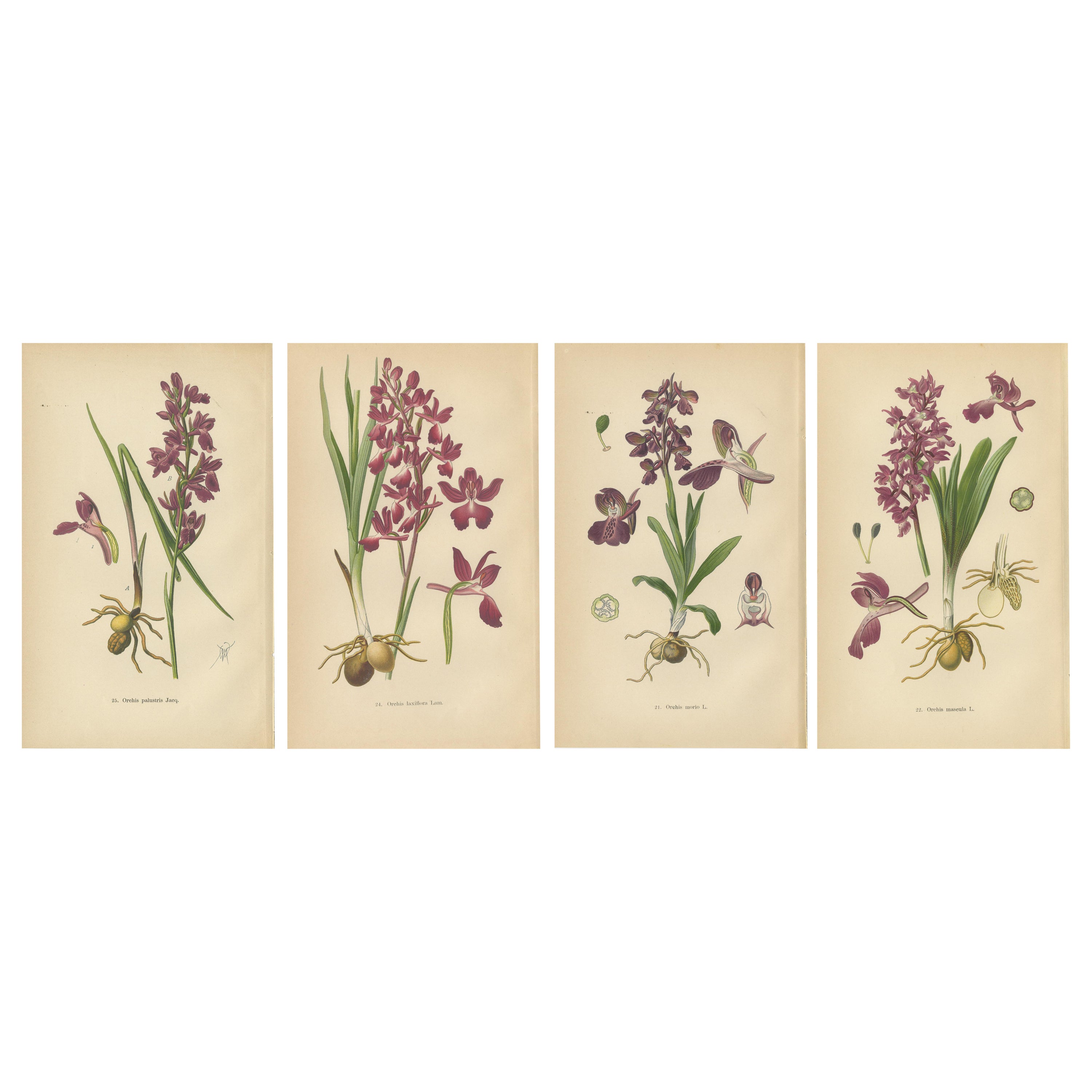German Meadow Orchids: A Heritage of Botanical Artistry, 1904 For Sale