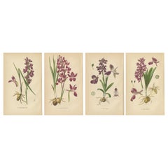 Antique German Meadow Orchids: A Heritage of Botanical Artistry, 1904