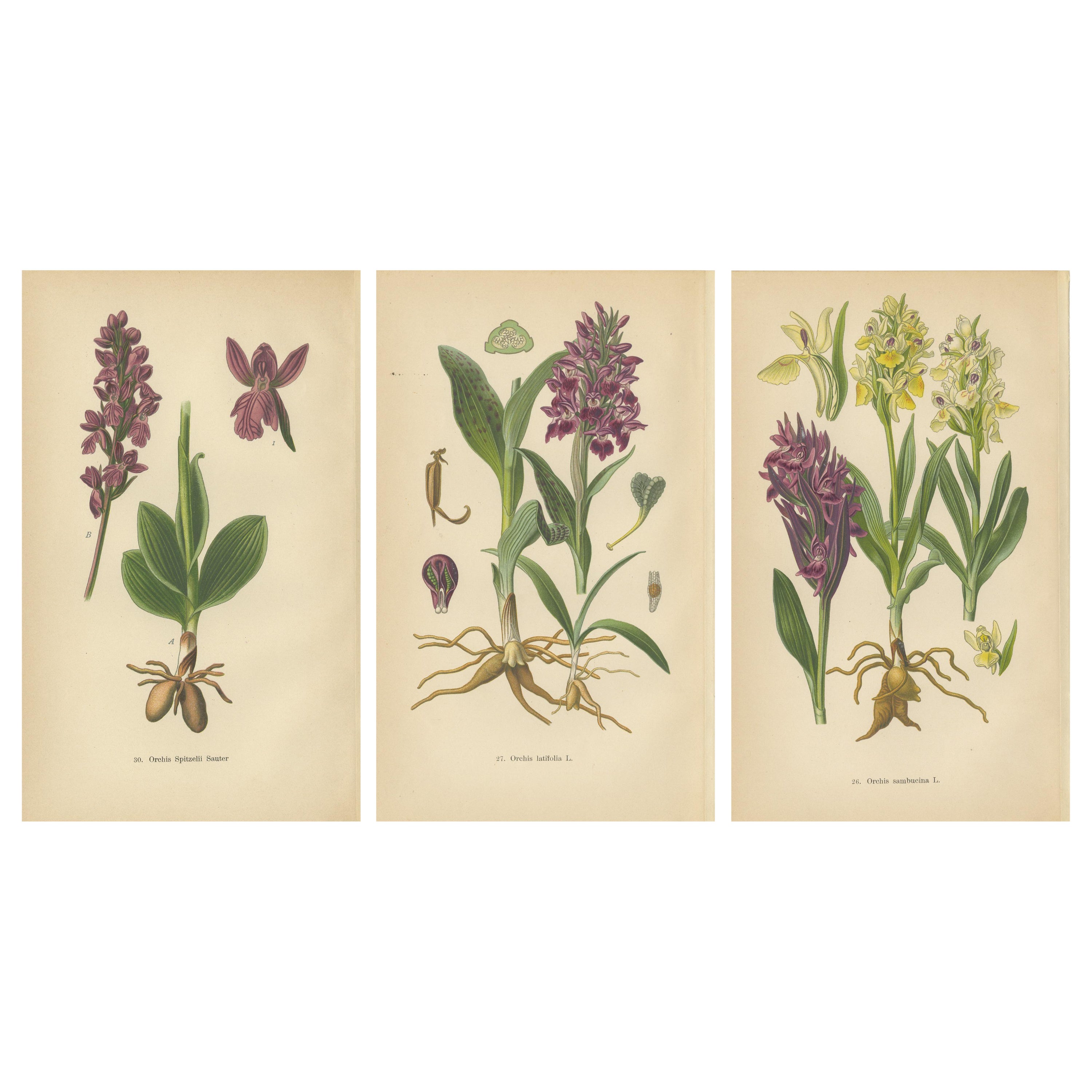 Varieties of Elegance: Portraits of Orchids in 1904 Botanical Study For Sale