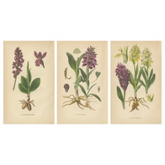 Antique Varieties of Elegance: Portraits of Orchids in 1904 Botanical Study