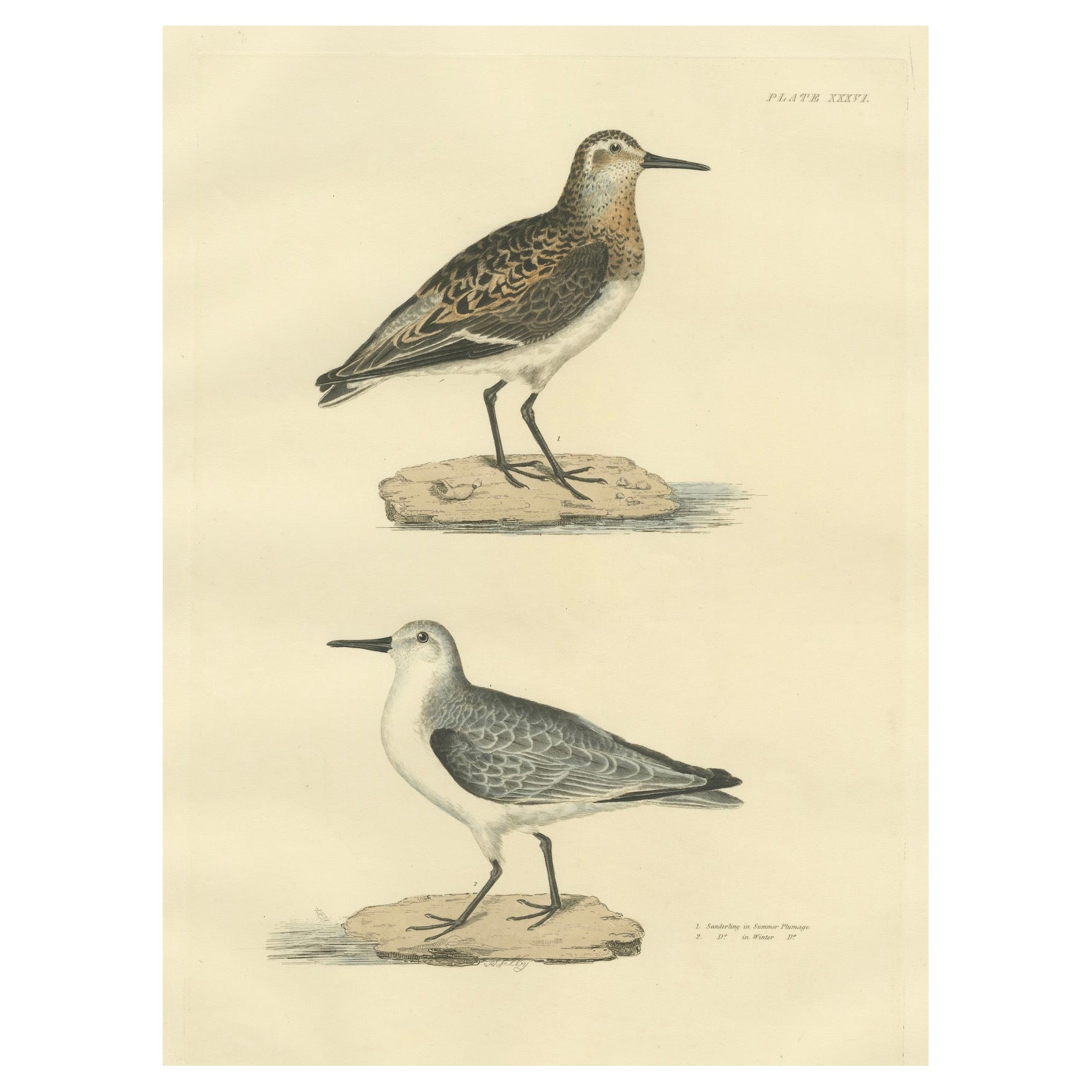 Seasonal Plumage of the Sanderling: Selby's Ornithological Study, 1826 For Sale