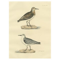 Plumage saisonnière du Sanderling : étude ornithologique de Selby, 1826