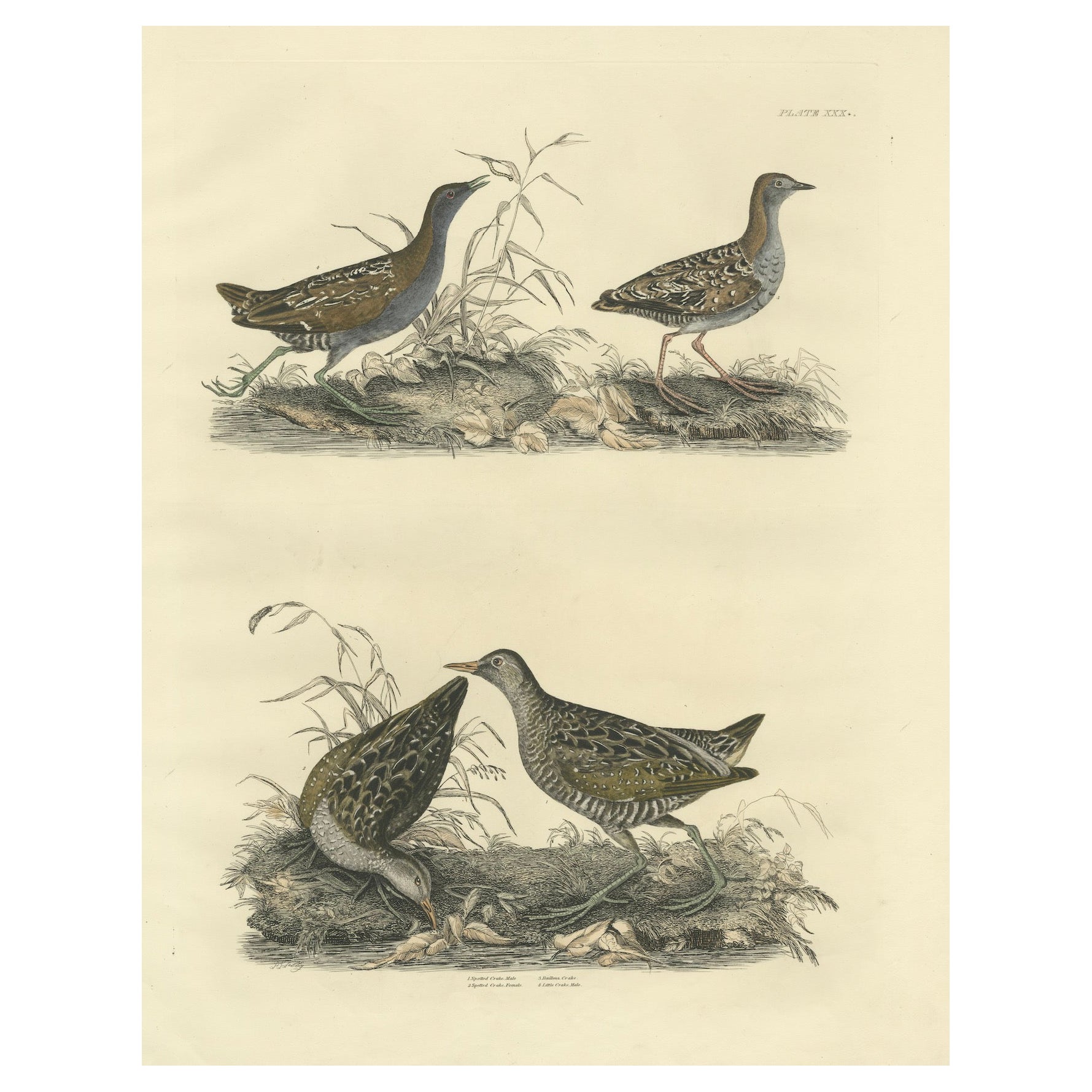 Selby's Large Illustrations of Crakes: Varieties and Gender Dimorphism, 1826 For Sale