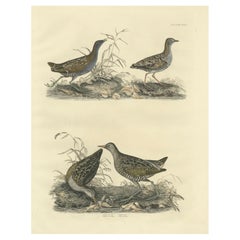Selby's Large Illustrations of Crakes: Varieties and Gender Dimorphism, 1826