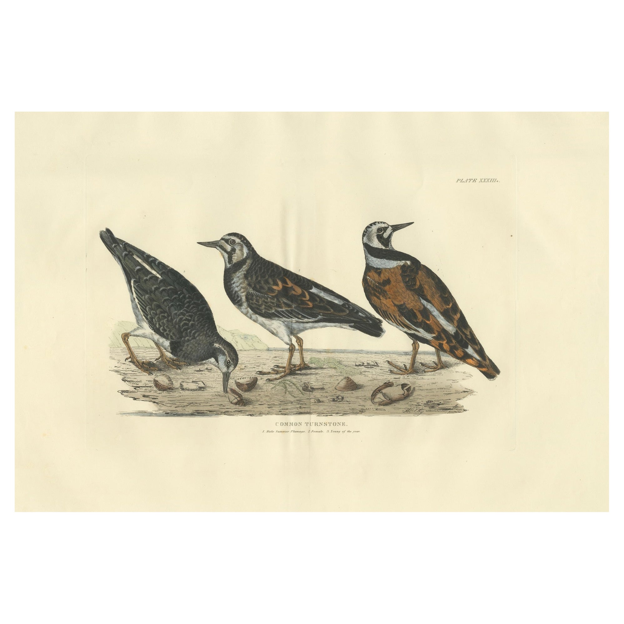 Depiction of the Common Turnstone: Seasonal and Sexual Plumage Variations, 1826 For Sale