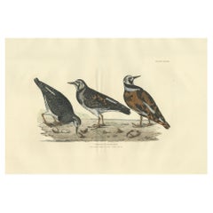 Antique Depiction of the Common Turnstone: Seasonal and Sexual Plumage Variations, 1826