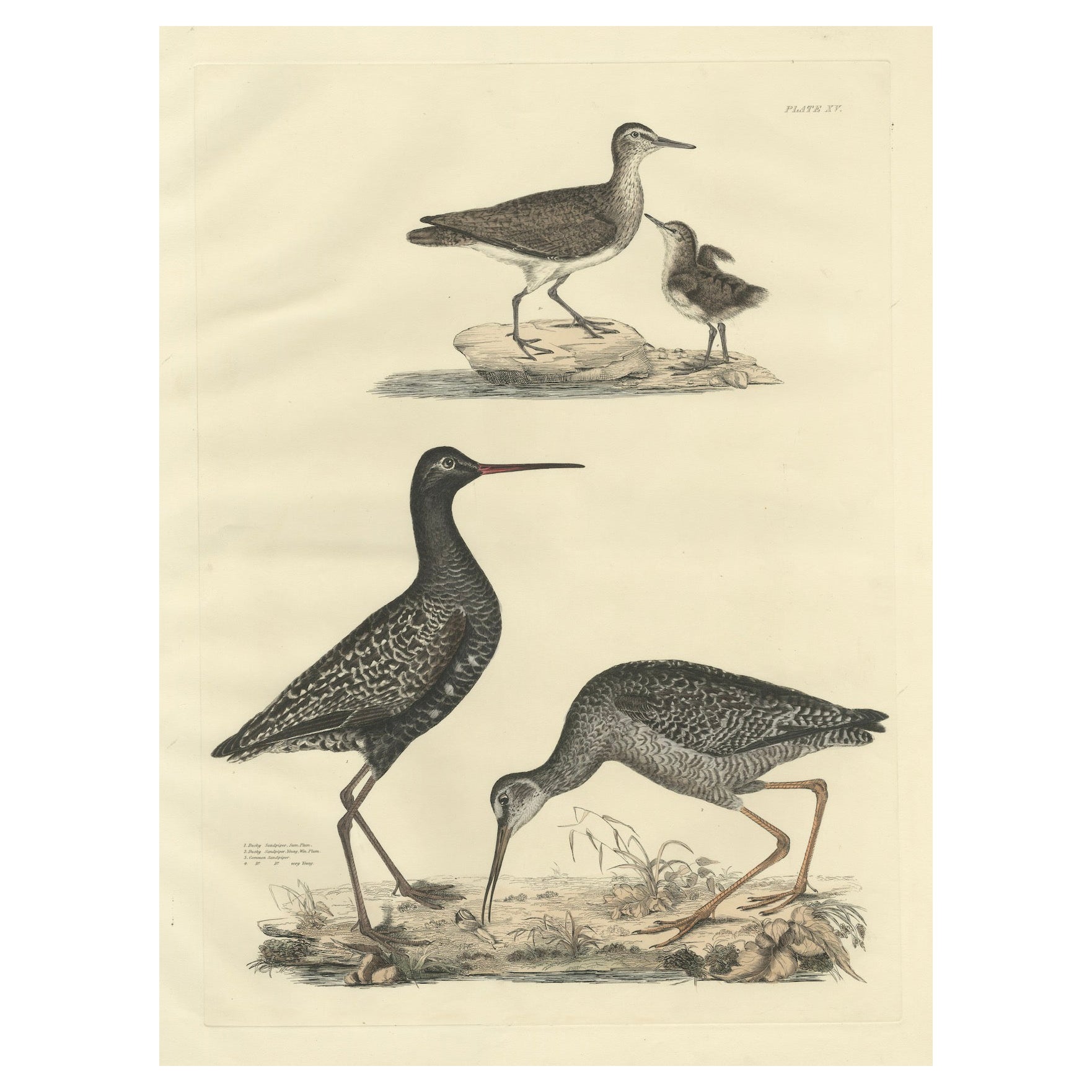 "Plate XV: The Sandpipers - A Study in Seasonal and Developmental Plumage, 1826 For Sale