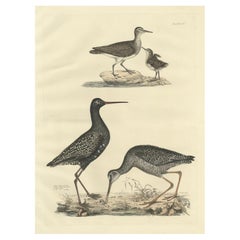 Antique "Plate XV: The Sandpipers - A Study in Seasonal and Developmental Plumage, 1826
