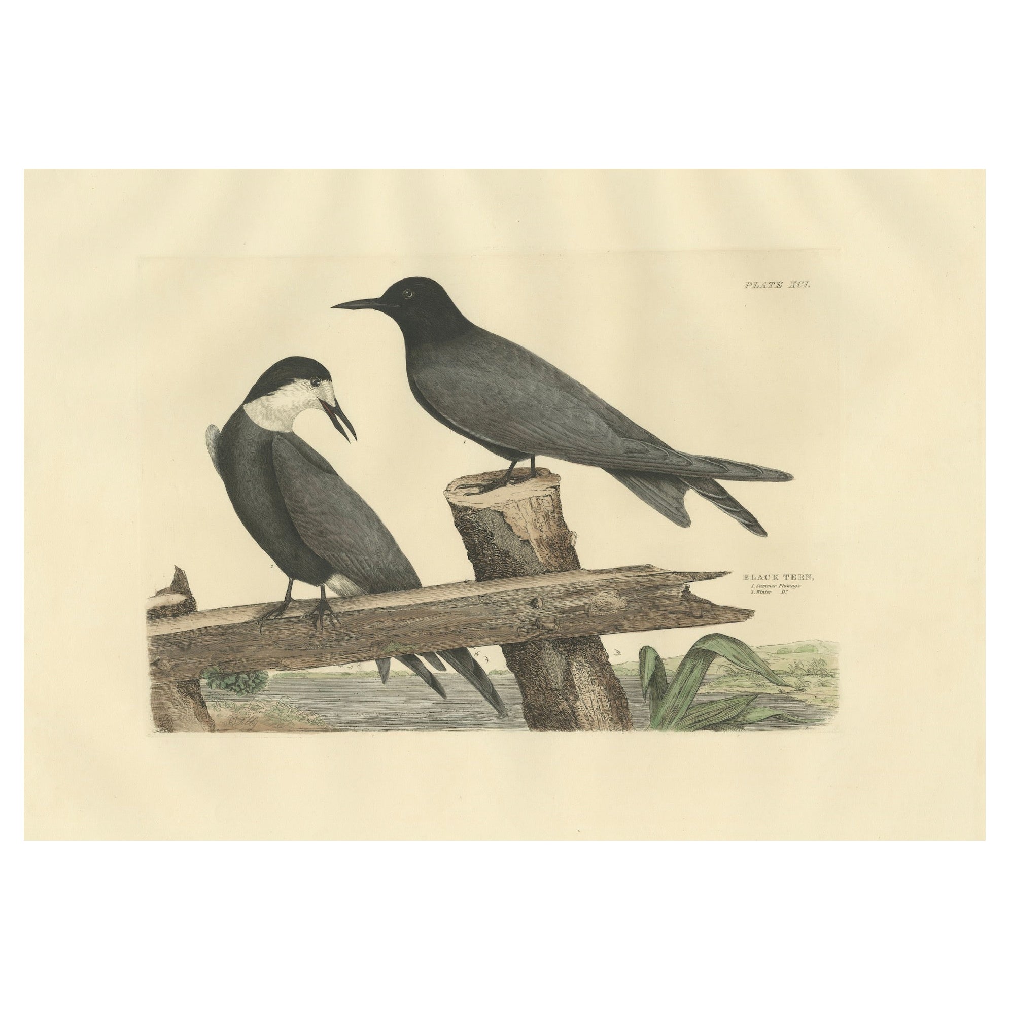Large Engraving by Selby of The Black Tern in Seasonal Transformation, 1826 For Sale
